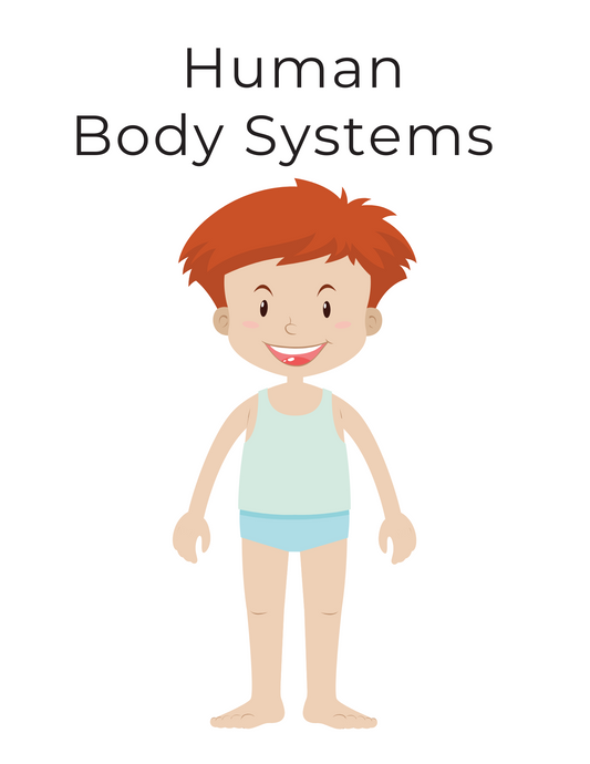 Human Body Systems