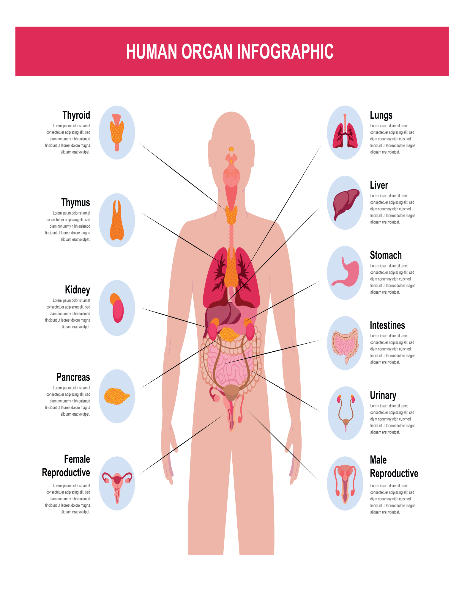 Human Body Systems