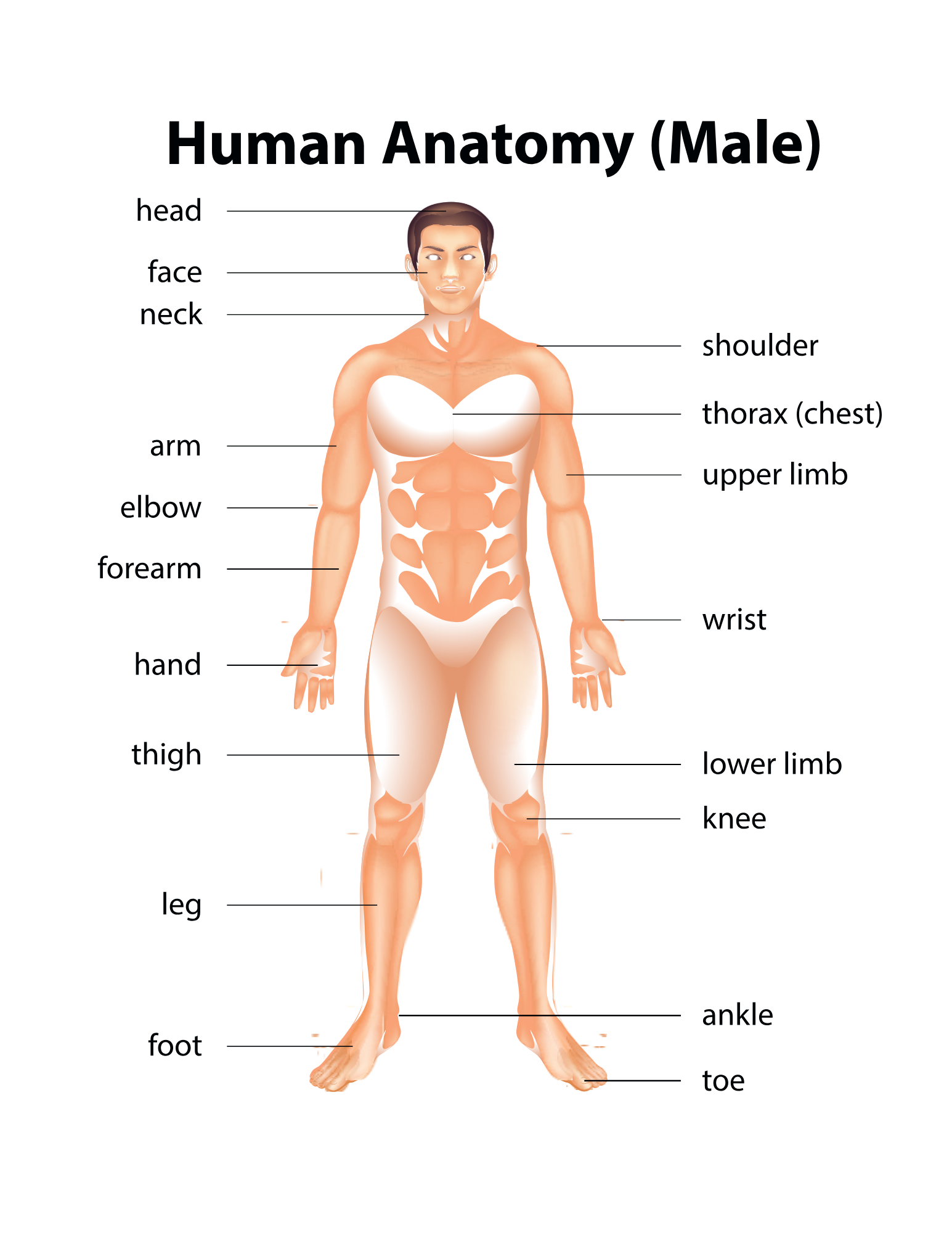 Human Body Systems