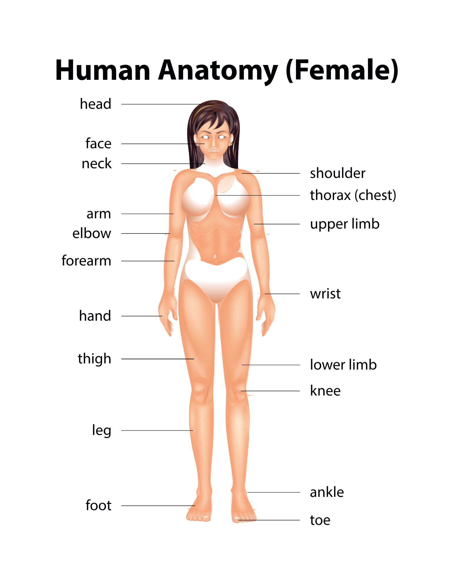 Human Body Systems