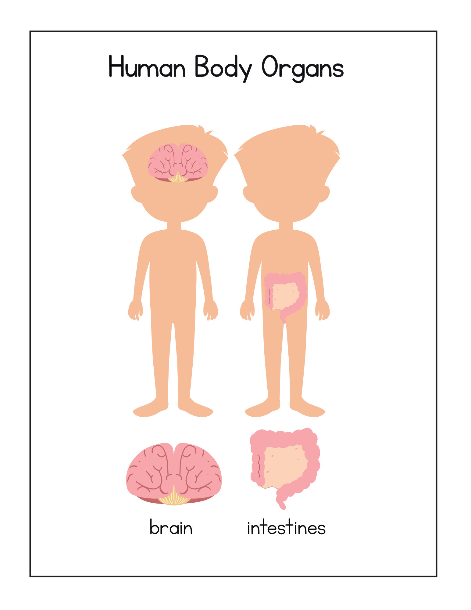 Human Body Systems