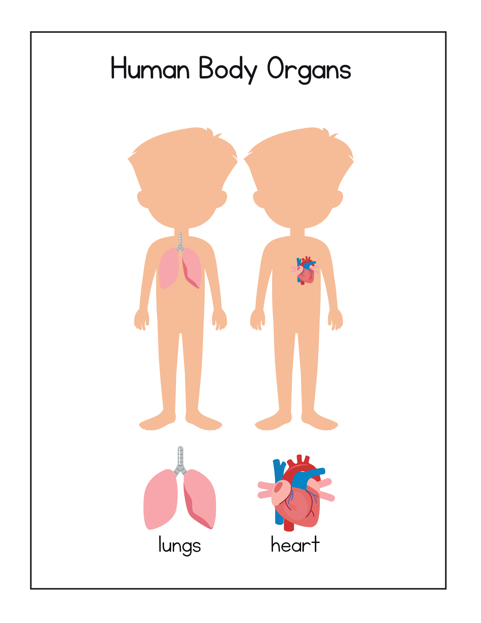 Human Body Systems