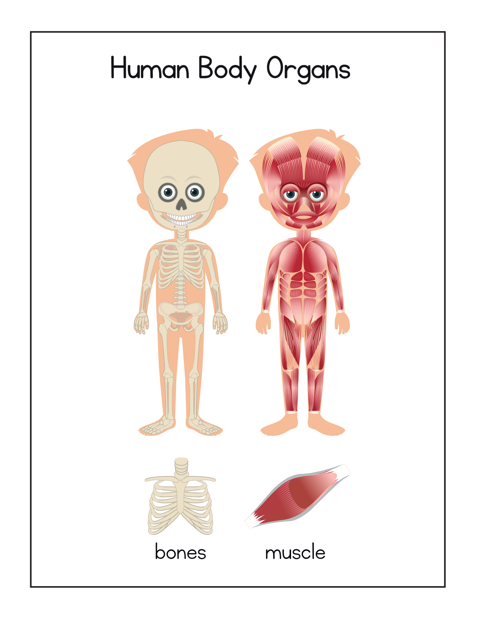 Human Body Systems