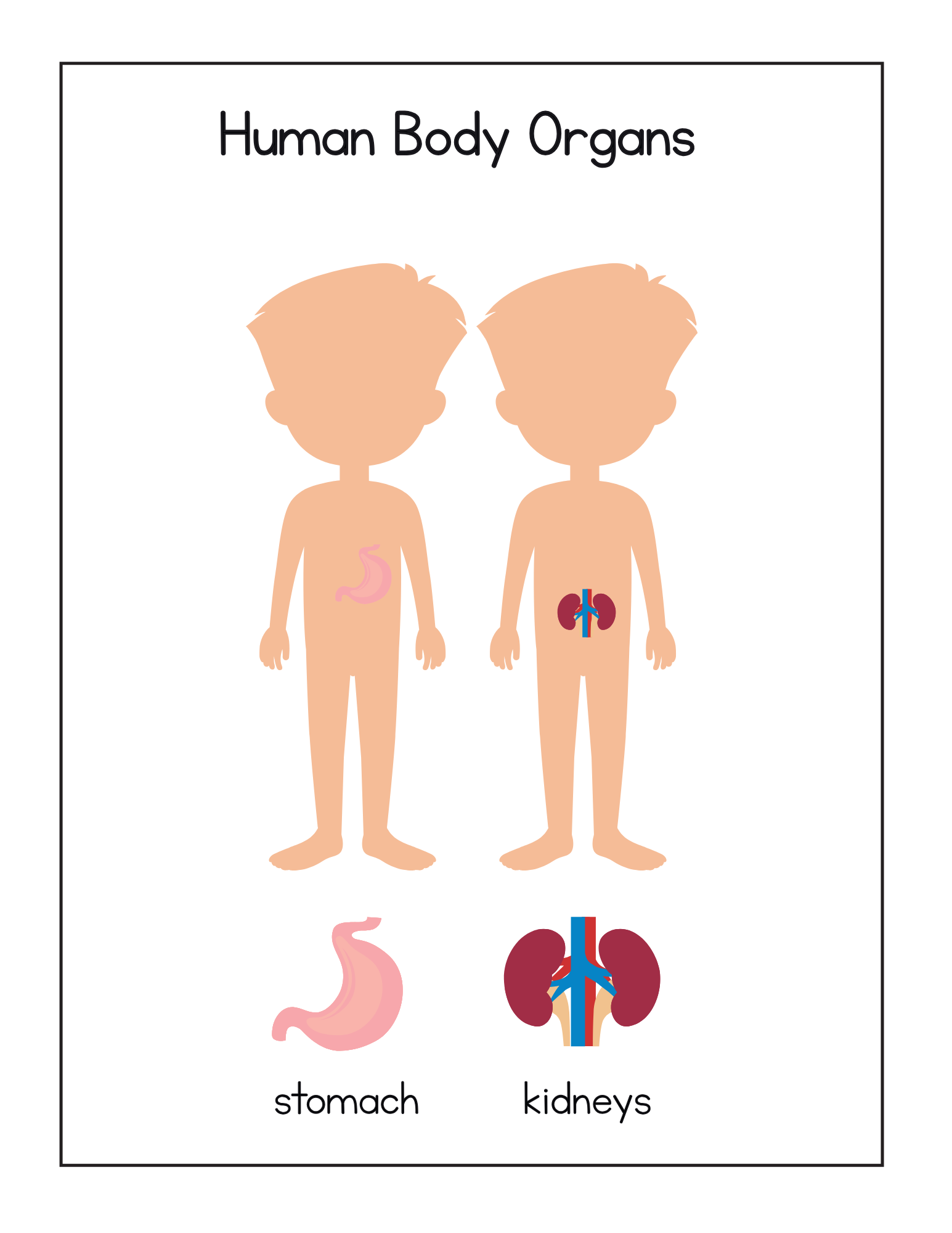 Human Body Systems