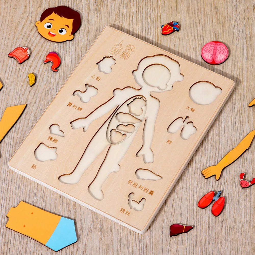 Montessori Jigsaw Puzzle Of Human Structure