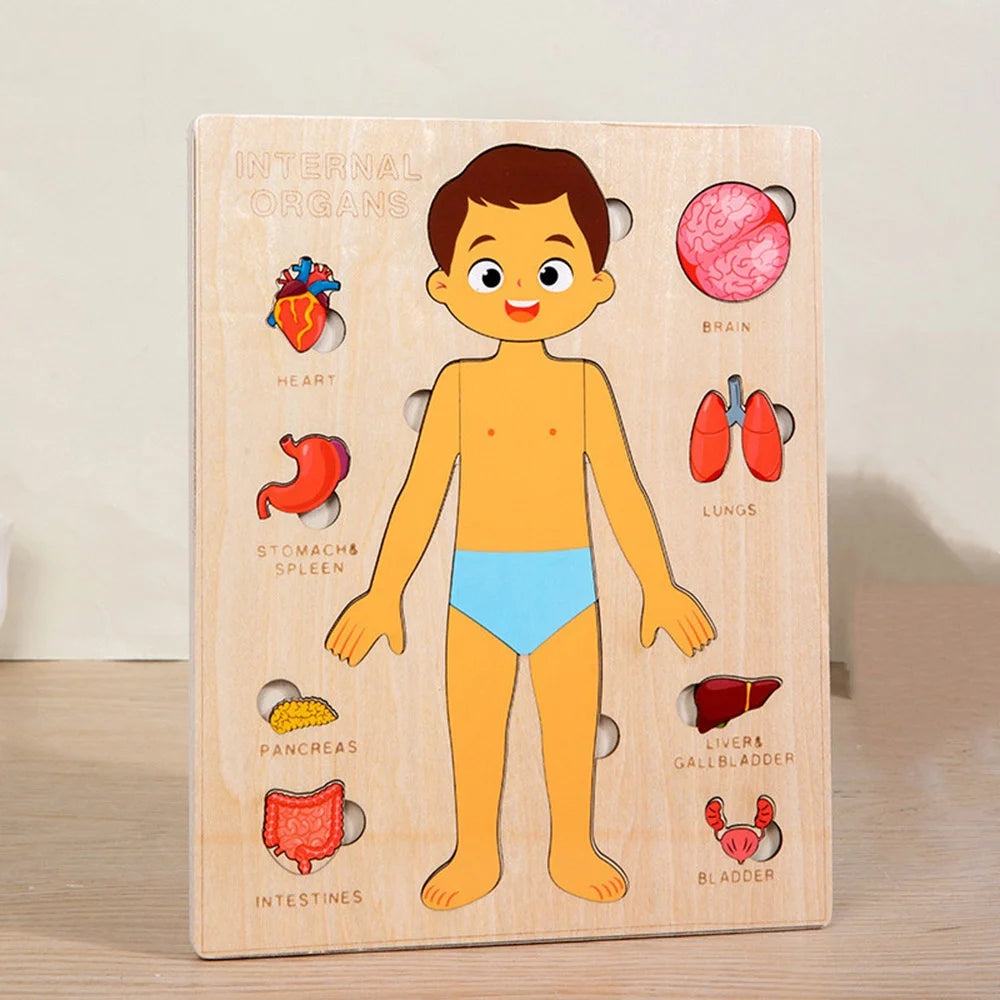 Montessori Jigsaw Puzzle Of Human Structure