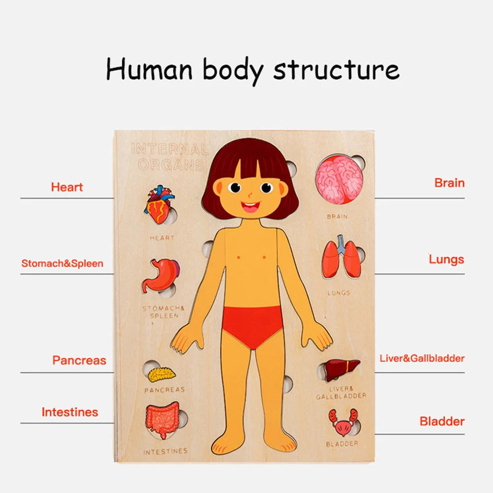 Montessori Jigsaw Puzzle Of Human Structure