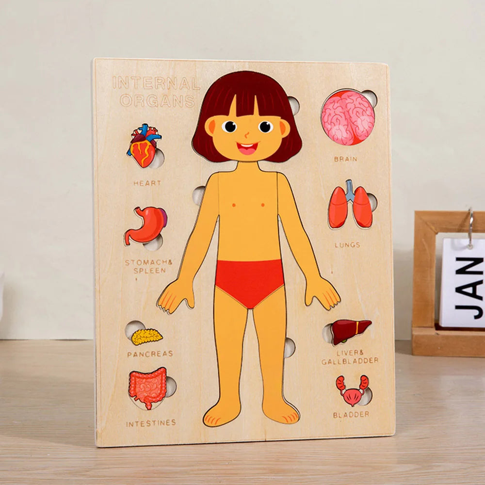 Montessori Jigsaw Puzzle Of Human Structure