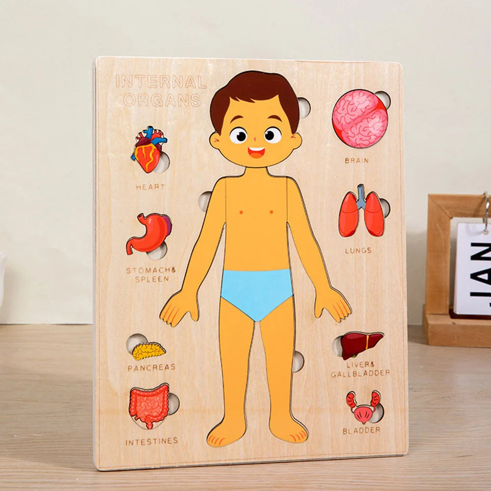 Montessori Jigsaw Puzzle Of Human Structure