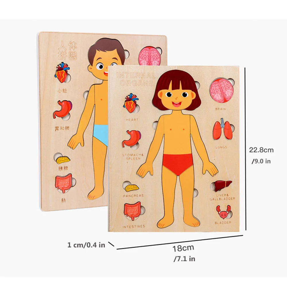Montessori Jigsaw Puzzle Of Human Structure