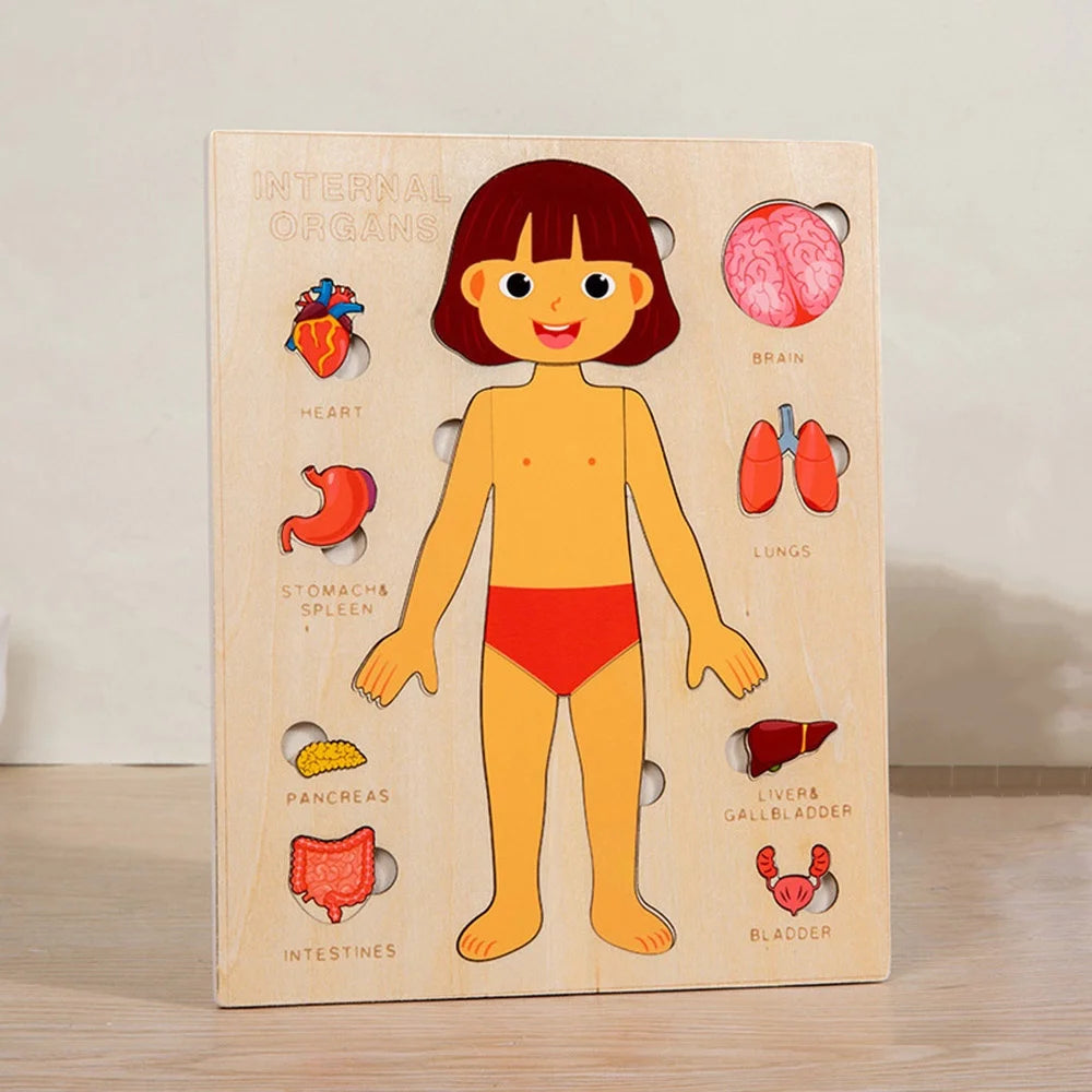 Montessori Jigsaw Puzzle Of Human Structure