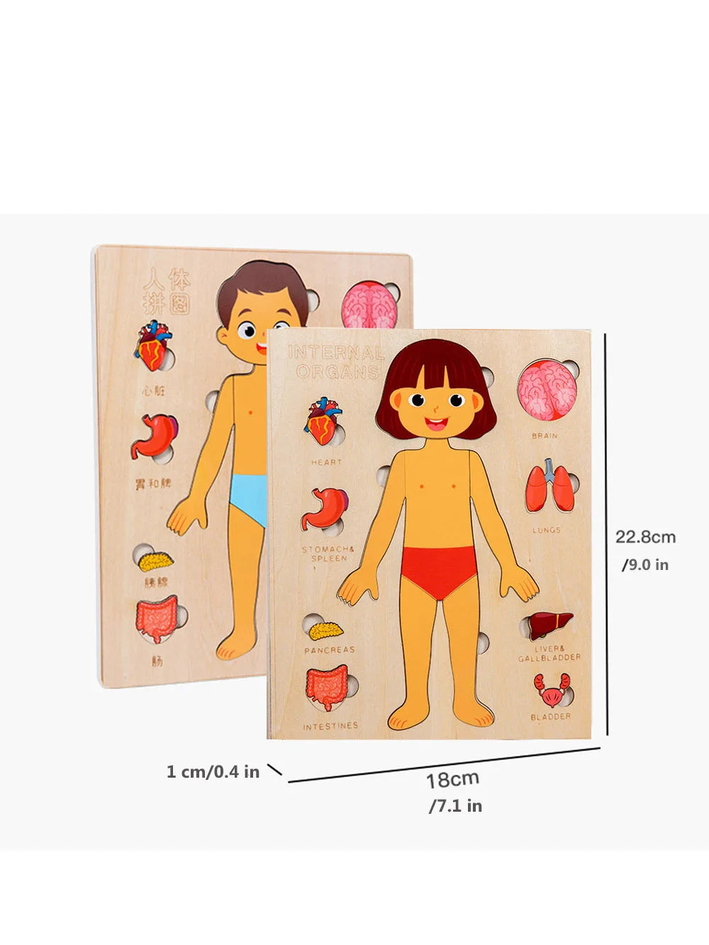 Montessori Jigsaw Puzzle Of Human Structure