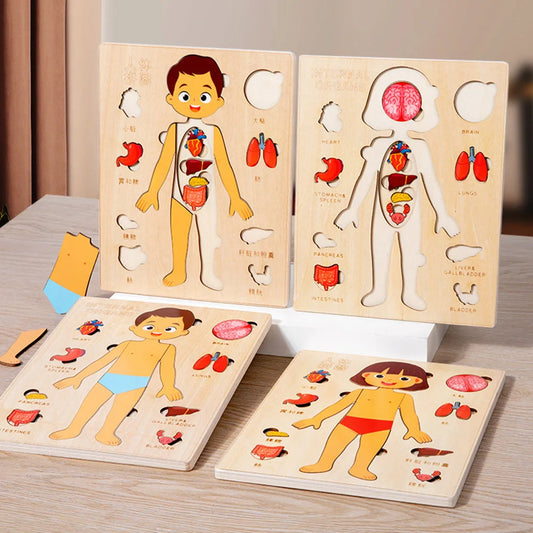 Montessori Jigsaw Puzzle Of Human Structure